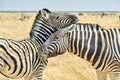 Namibia. Etosha National Park. Zebras cuddling in the wild
