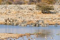 Namibia. Etosha National Park. Zebras drinking at a waterhole