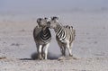 Namibia Etosha Pan two Burchell's Zebras running side by side