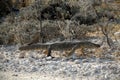 Namibia, Etosha park