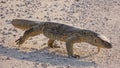 Namibia, Etosha park