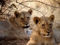 Namibia, Etosha park, young lions,