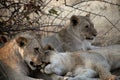 Namibia, Etosha park, young lions, Royalty Free Stock Photo