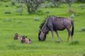 Namibia, gnu with babies Royalty Free Stock Photo