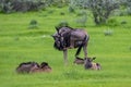 Namibia, gnu with babies Royalty Free Stock Photo