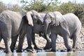 Namibia: A Herd of elephants at the Halali waterhole