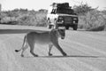 Namibia: Lioness is walking over the gravel road in Etosha Nationalpark in front of the safari-cars Royalty Free Stock Photo