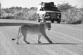 Namibia: Lioness is walking over the gravel road in Etosha Nationalpark in front of a cars Royalty Free Stock Photo