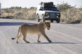 Namibia: Lioness walking over the gravel road in Etosha Royalty Free Stock Photo