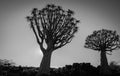 Namibia monochrome Quiver Tree Forest