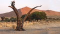 Namibia, Namib Desert, Royalty Free Stock Photo