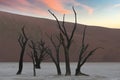 Namibia, the Namib desert, sunrise, dead acacias