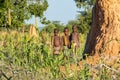 Himba boys, indigenous namibian ethnic people, Africa