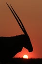 Namibia - oryx antelope at sunset in the bush Royalty Free Stock Photo