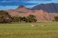 Namibia, oryx  herd running Royalty Free Stock Photo