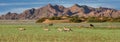Namibia, oryx  herd running Royalty Free Stock Photo