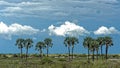 Namibia, Palm trees