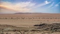 Namibia, panorama of the Namib desert