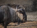 Namibia, Damaraland, Etosha park Royalty Free Stock Photo