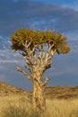 Namibia quiver tree Royalty Free Stock Photo