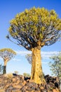 Namibia Quiver Tree Forest Royalty Free Stock Photo