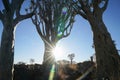 Namibia Quiver Tree Forest