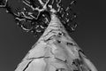 Namibia Quiver Tree Forest