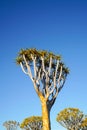 Namibia Quiver Tree Forest Royalty Free Stock Photo