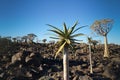 Namibia Quiver Tree Forest Royalty Free Stock Photo