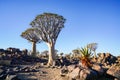 Namibia Quiver Tree Forest Royalty Free Stock Photo