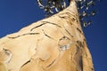 Namibia Quiver Tree Forest