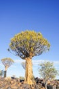 Namibia Quiver Tree Forest