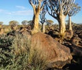 Namibia Quiver Tree Forest Royalty Free Stock Photo