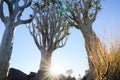 Namibia Quiver Tree Forest Royalty Free Stock Photo