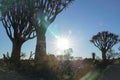 Namibia Quiver Tree Forest Royalty Free Stock Photo