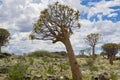 Namibia, quiver trees, Keetmanshoop, South Namibia Royalty Free Stock Photo