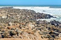 Namibia. Skeleton Coast. Cape fur seal colony at Cape Cross Royalty Free Stock Photo