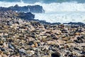 Namibia. Skeleton Coast. Cape fur seal colony at Cape Cross Royalty Free Stock Photo