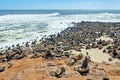 Namibia. Skeleton Coast. Cape fur seal colony at Cape Cross Royalty Free Stock Photo