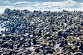 Namibia. Skeleton Coast. Cape fur seal colony at Cape Cross Royalty Free Stock Photo