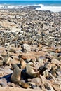 Namibia. Skeleton Coast. Cape fur seal colony at Cape Cross Royalty Free Stock Photo