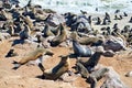 Namibia. Skeleton Coast. Cape fur seal colony at Cape Cross Royalty Free Stock Photo