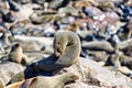 Namibia. Skeleton Coast. Cape fur seal colony at Cape Cross Royalty Free Stock Photo