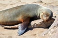 Namibia. Skeleton Coast. Cape fur seal colony at Cape Cross Royalty Free Stock Photo