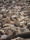 Namibia, Skeleton coast Royalty Free Stock Photo