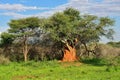 Namibia, termite mound Royalty Free Stock Photo