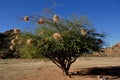 Namibia: A tree in the Kalahari-desert with bird nest Royalty Free Stock Photo