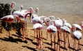 Namibia, Walvis Bay, Pink Flamingos