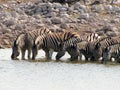 Namibia zebras drinking