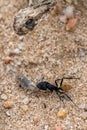 Namibian ant eating a worm, with a dead snake